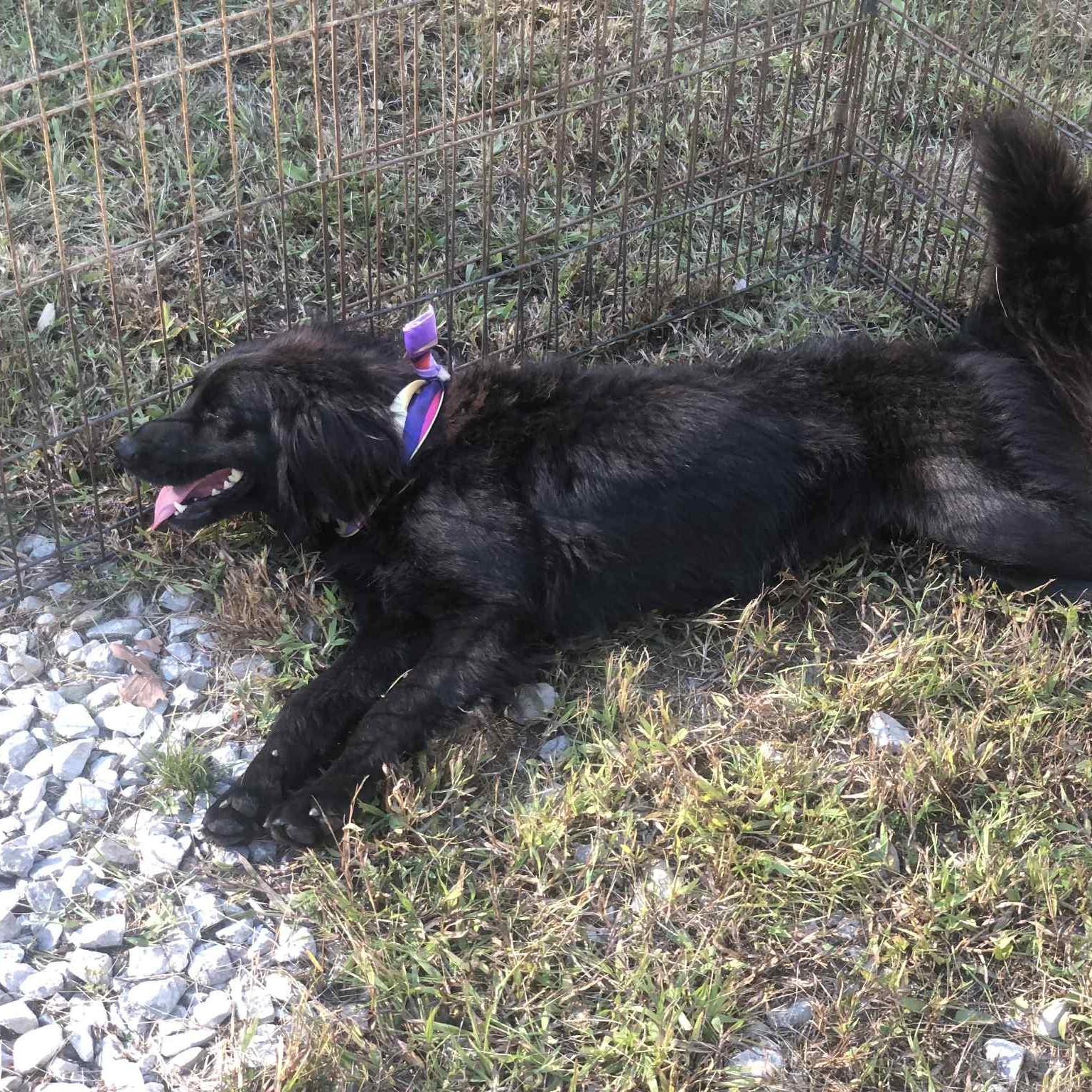 Maggie, a Adoptable mixed breed in Campton, KY image 6/6