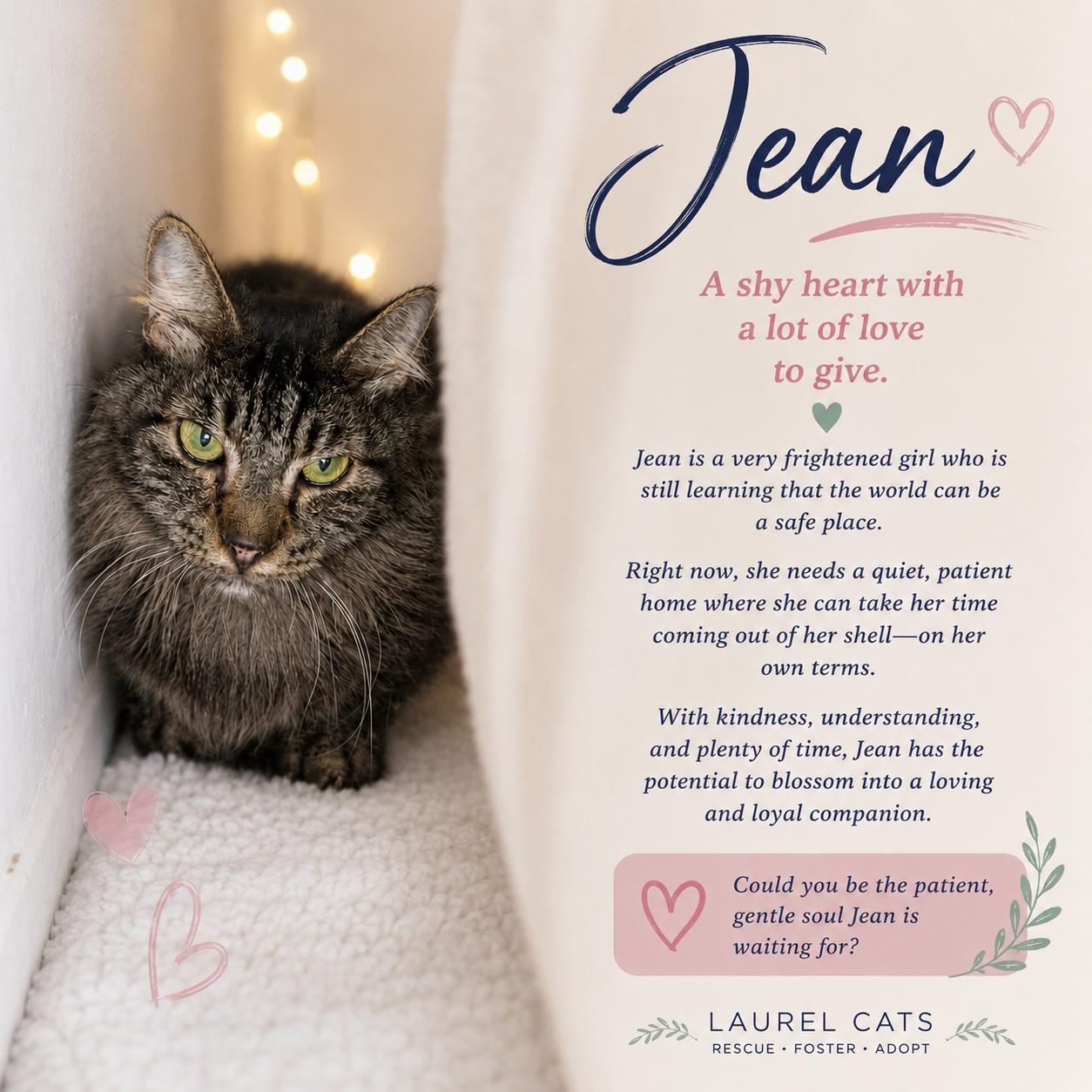 Enlarge Jean – Sweet Soul Senior, a Adoptable Domestic Long Hair in Laurel, MD image 1/4