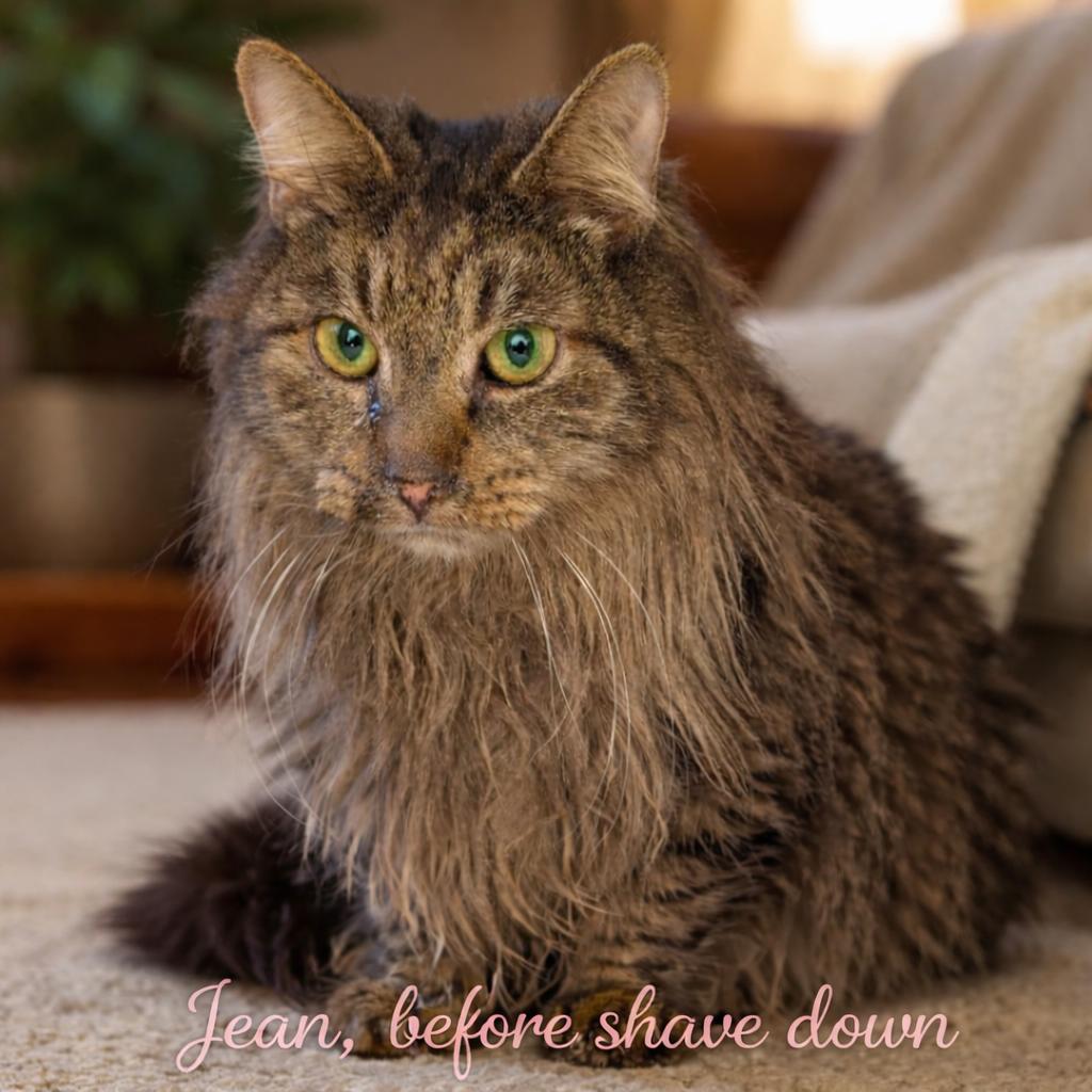 Enlarge Jean – Sweet Soul Senior, a Adoptable Domestic Long Hair in Laurel, MD image 2/3