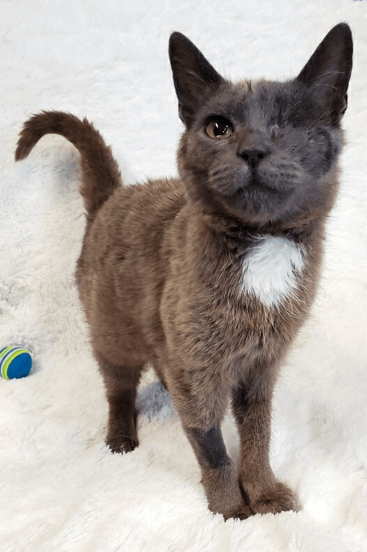 Gaia (Diabetic), Adoptable, Adult Female Domestic Short Hair.