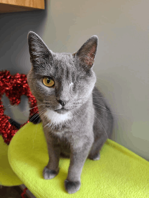 Gaia (Diabetic), a Adoptable Domestic Short Hair in Florenceville, NB image 2/6
