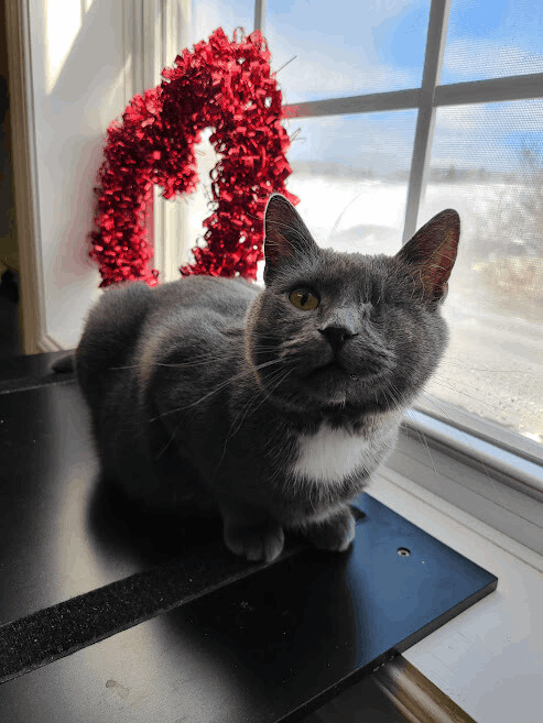 Gaia (Diabetic), a Adoptable Domestic Short Hair in Florenceville, NB image 3/6