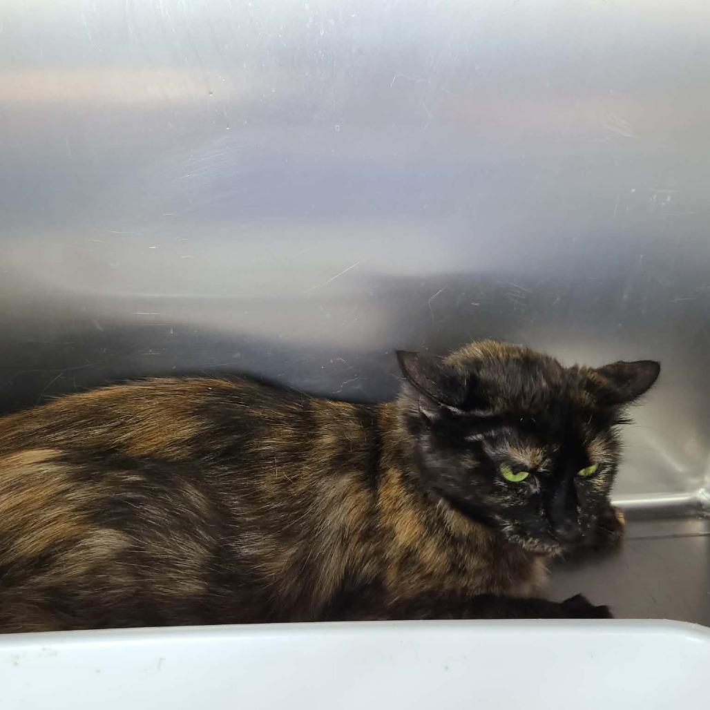 Enlarge Elvira, a Adoptable Domestic Short Hair in Coos Bay, OR image 1/1