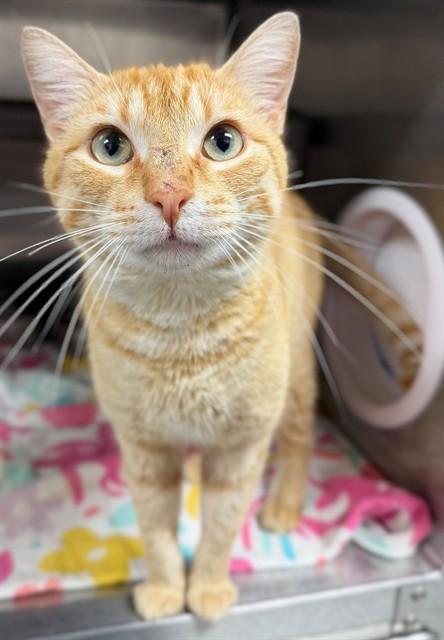 DARWIN, Adoptable, Young Male Domestic Short Hair.