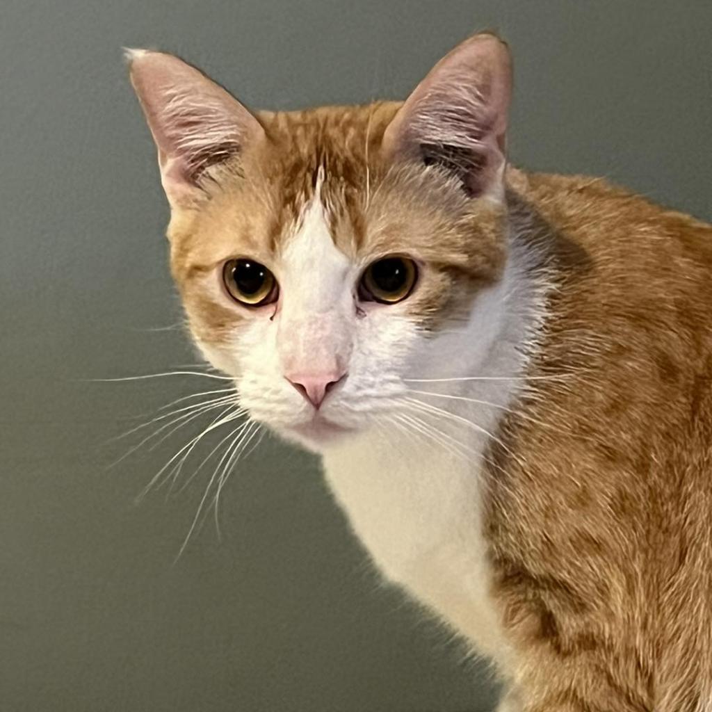 Chong, Adoptable, Adult Male Domestic Short Hair.