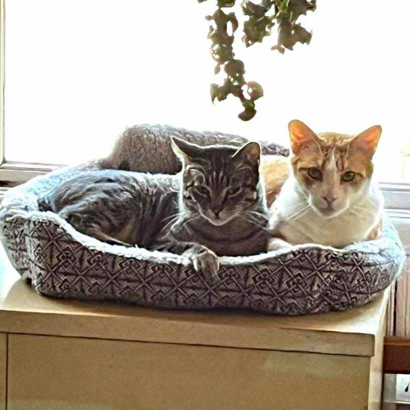 Enlarge Chong, a Adoptable Domestic Short Hair in Wichita, KS image 2/6