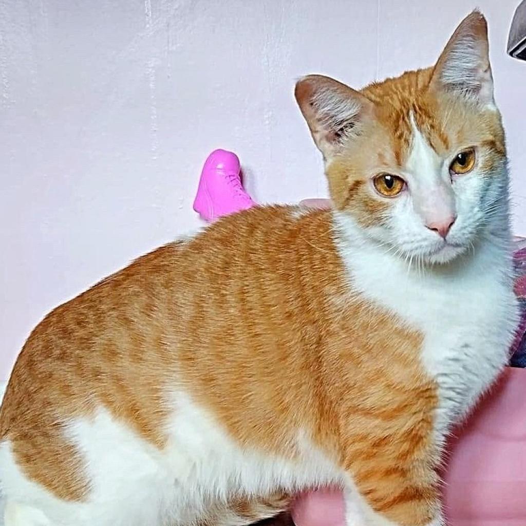 Enlarge Chong, a Adoptable Domestic Short Hair in Wichita, KS image 3/6