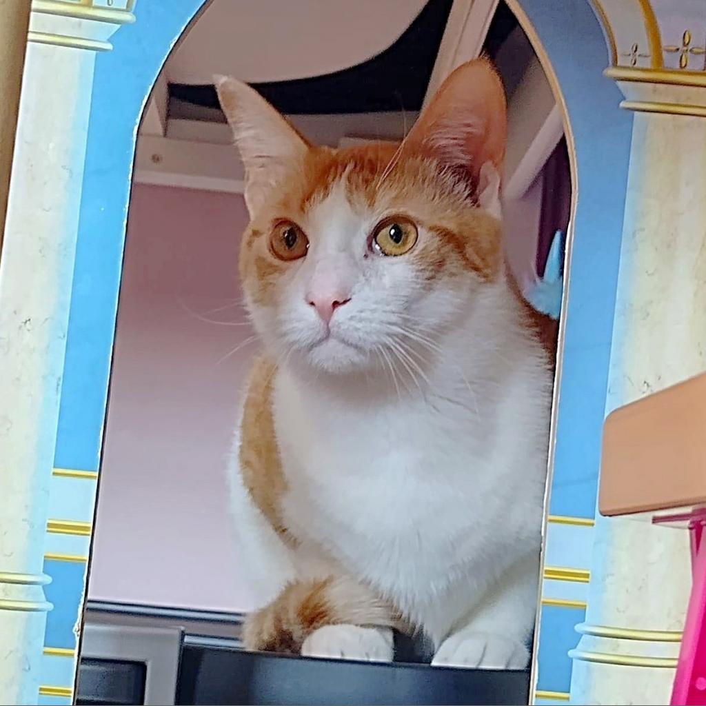 Chong — thumbnail 4