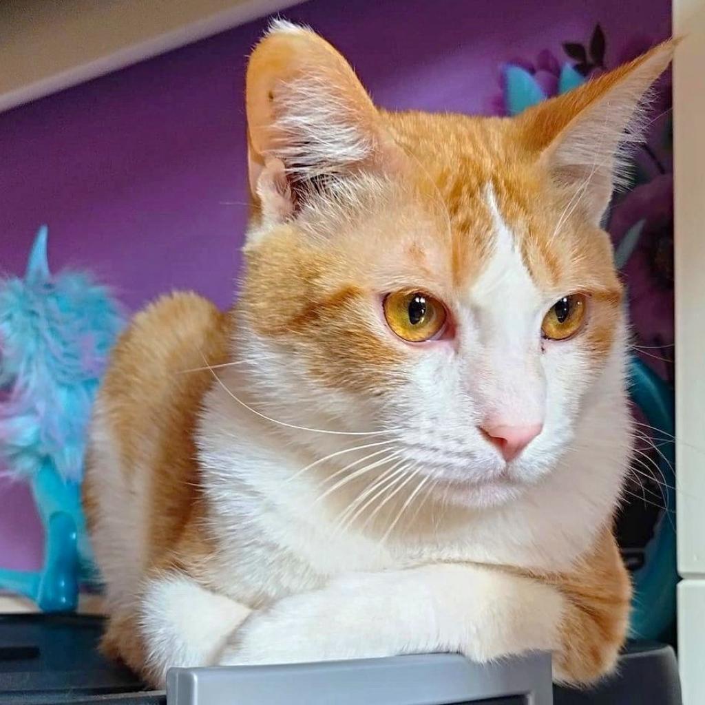 Enlarge Chong, a Adoptable Domestic Short Hair in Wichita, KS image 6/6