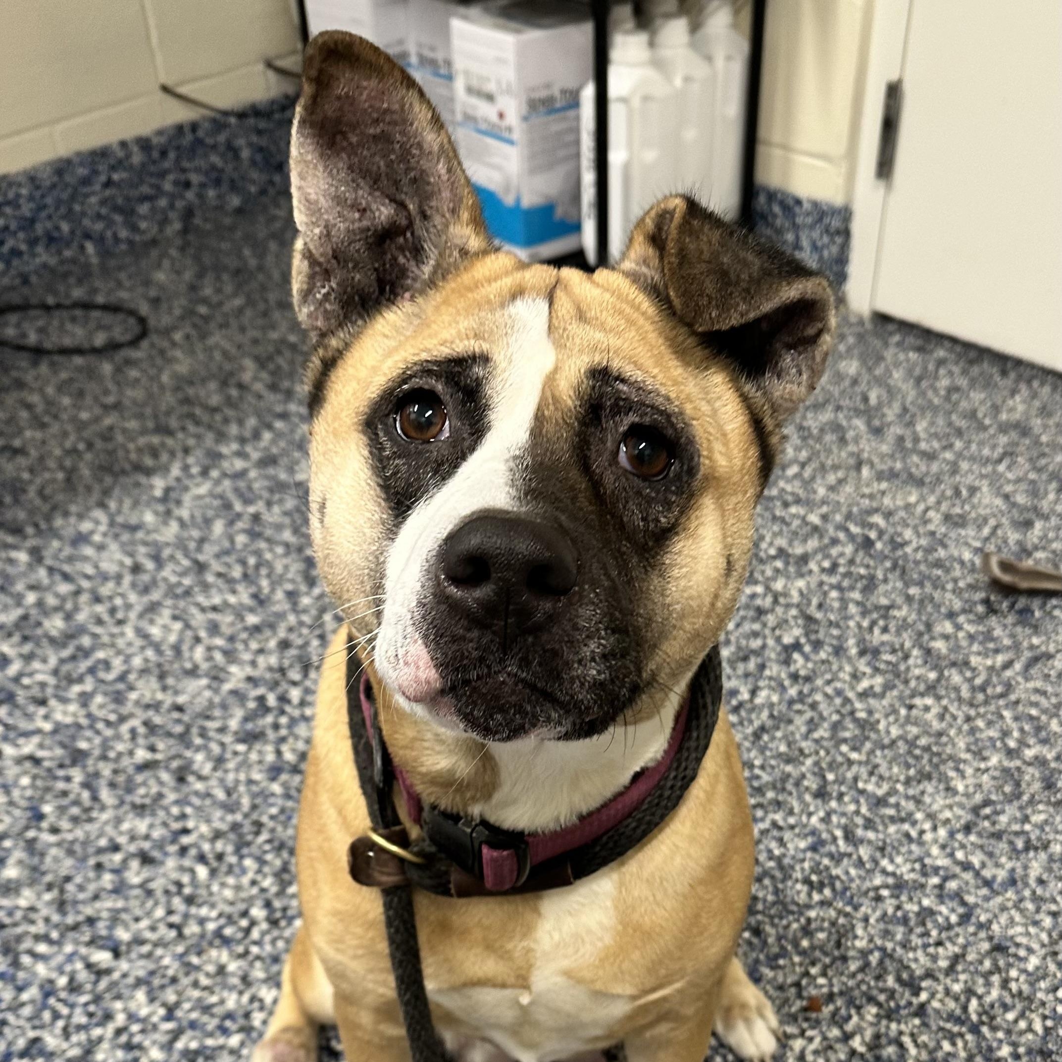 Enlarge Hazel , a ADOPTABLE mixed breed in Jackson, NJ image 2/2