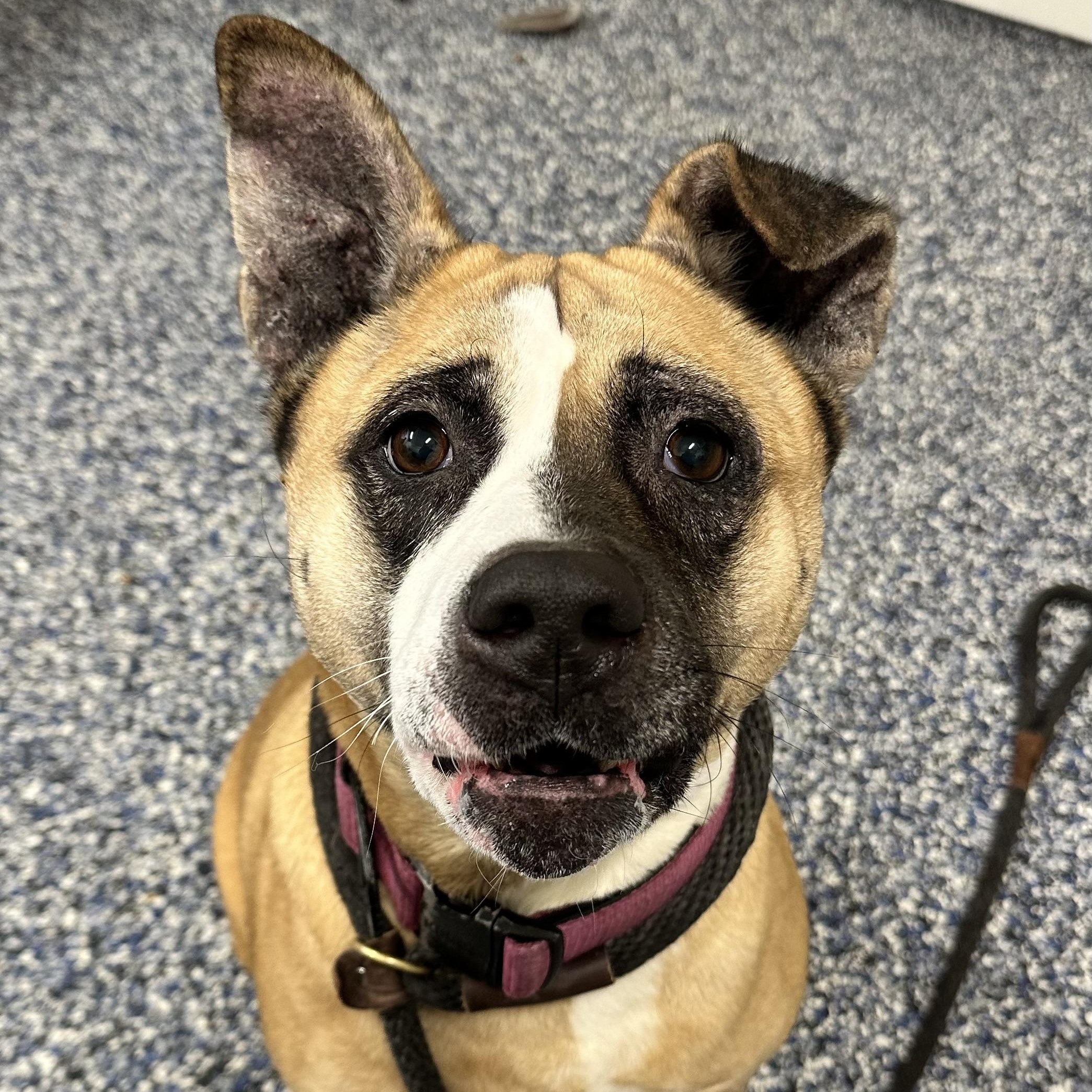 Hazel , ADOPTABLE, Adult Female Akita.