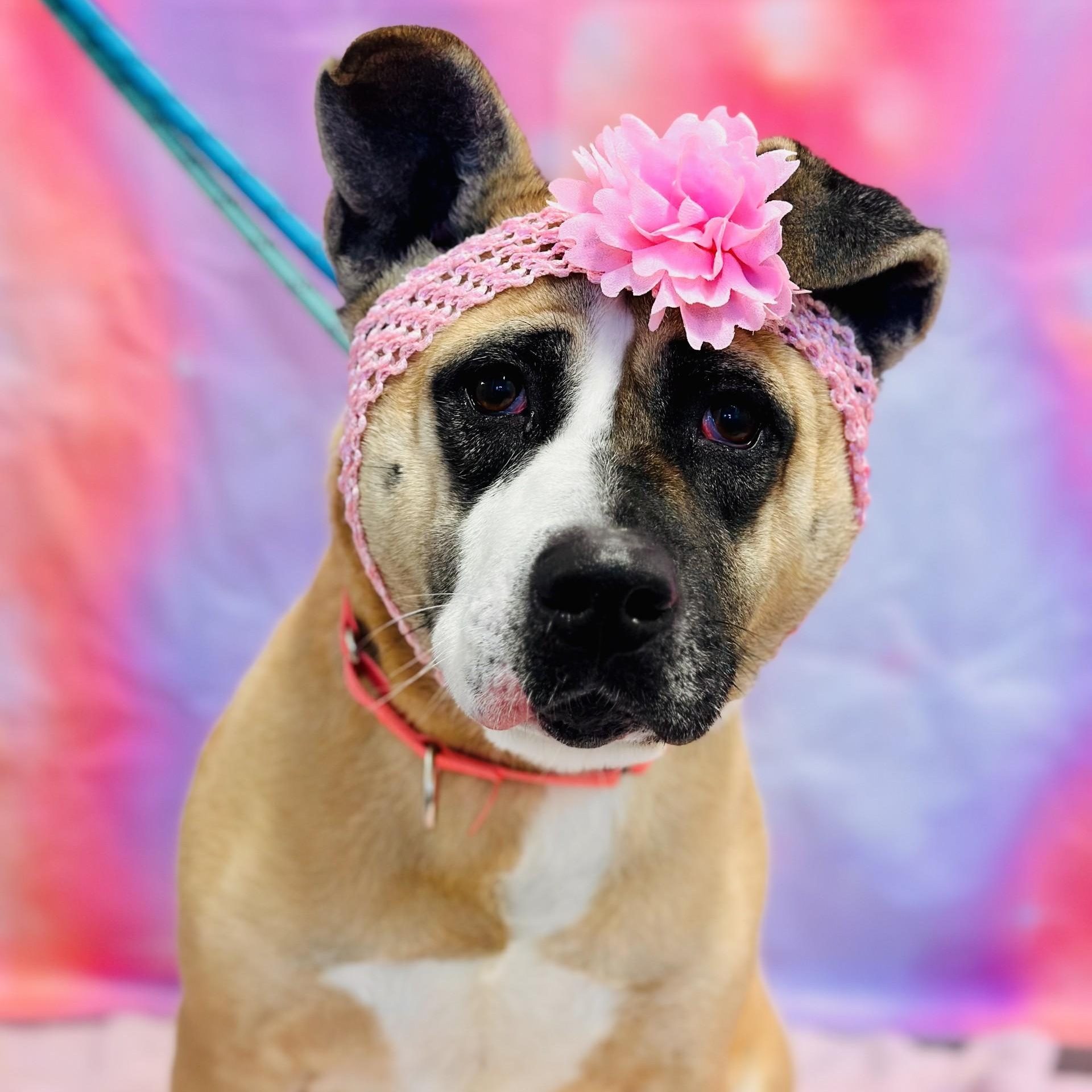 Enlarge Hazel , a ADOPTABLE mixed breed in Jackson, NJ image 2/5