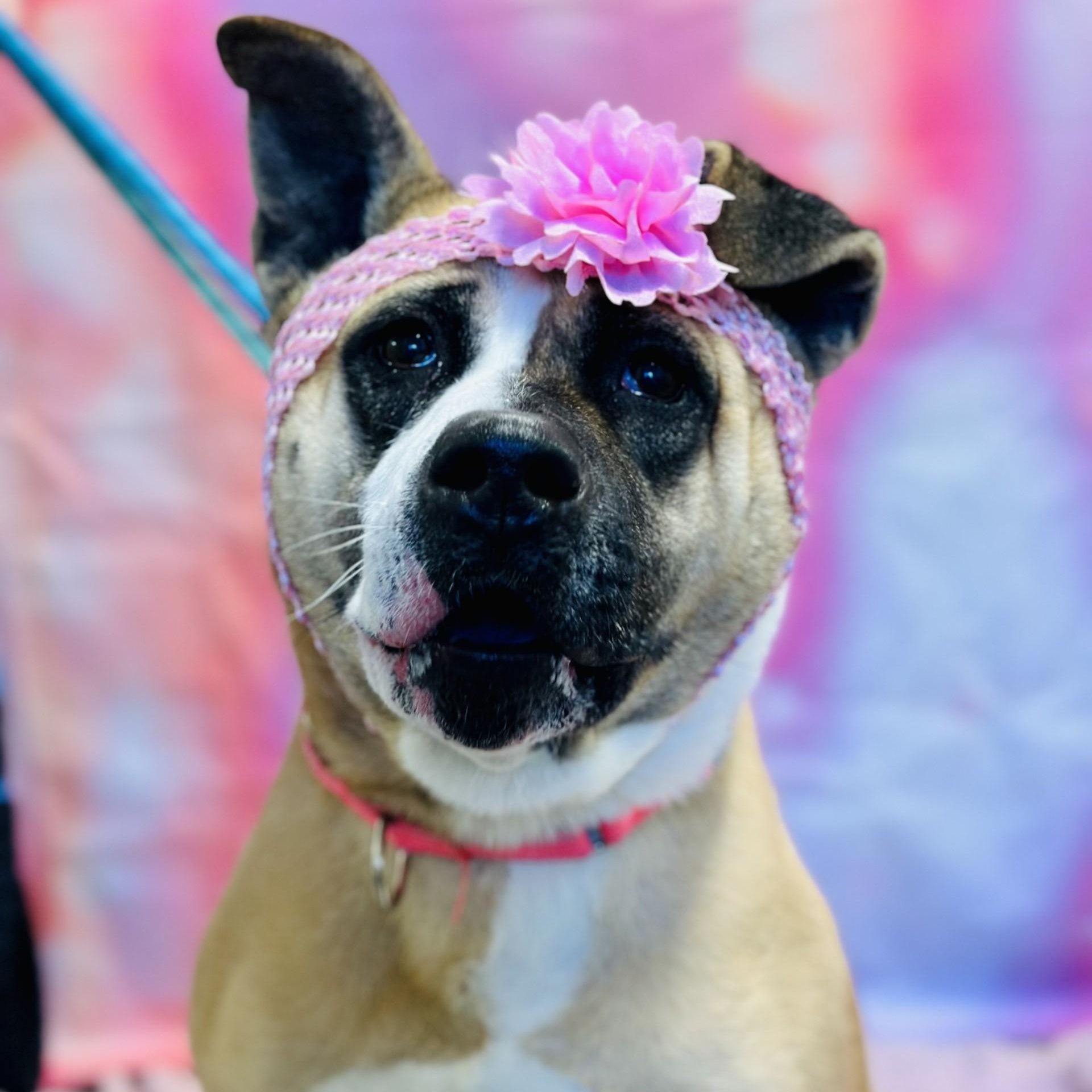 Enlarge Hazel , a ADOPTABLE mixed breed in Jackson, NJ image 3/5