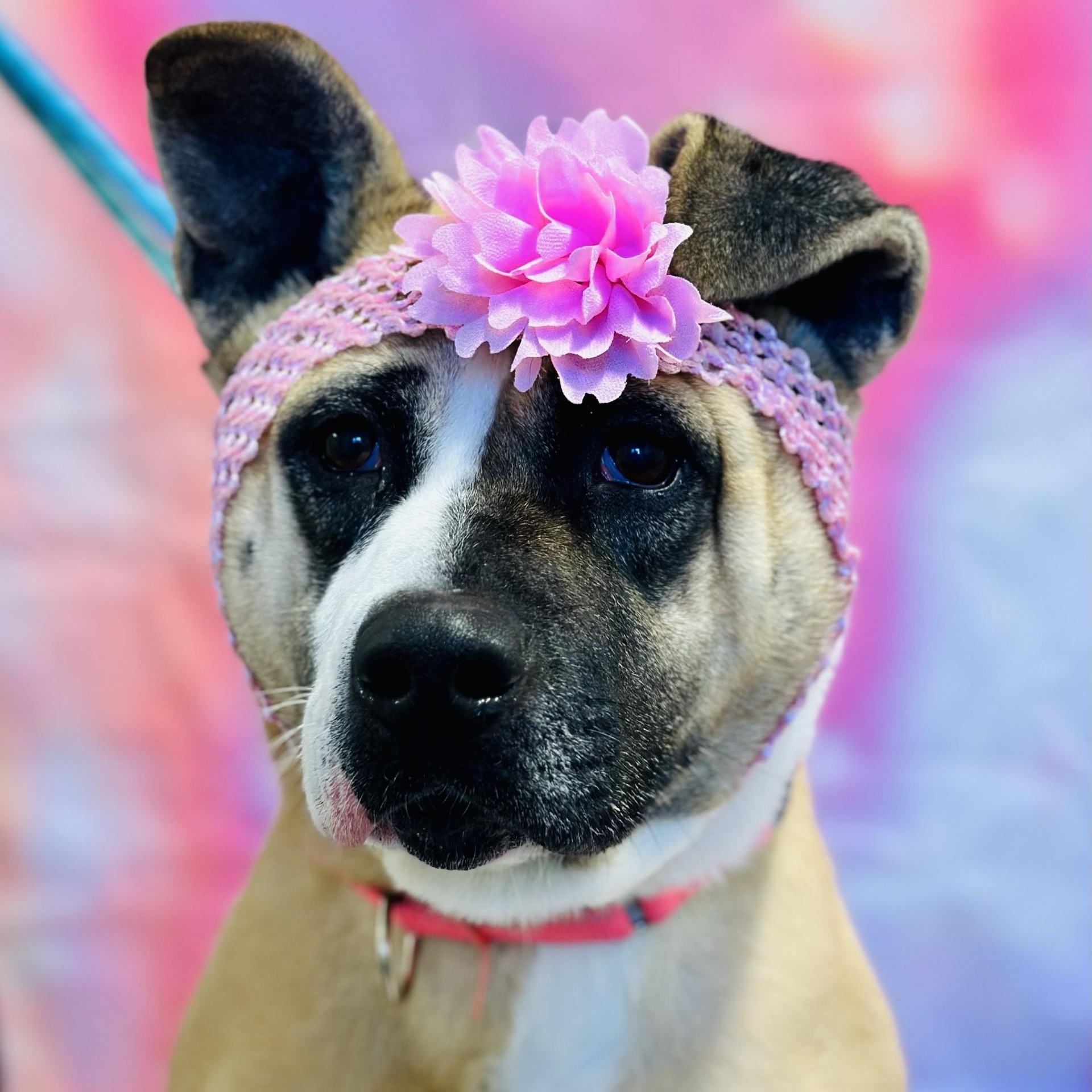 Enlarge Hazel , a ADOPTABLE mixed breed in Jackson, NJ image 1/5