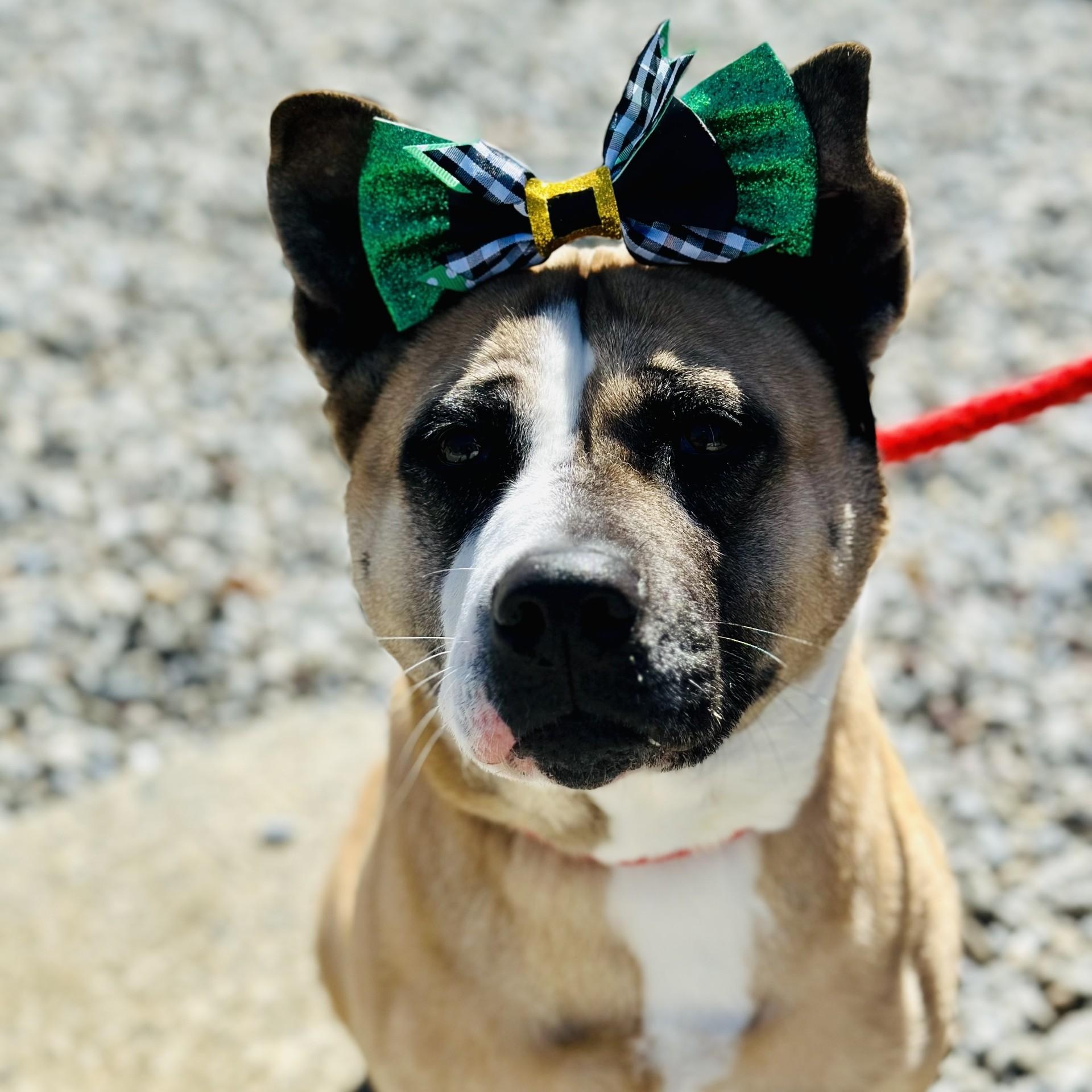 Hazel , ADOPTABLE, Adult Female Akita.