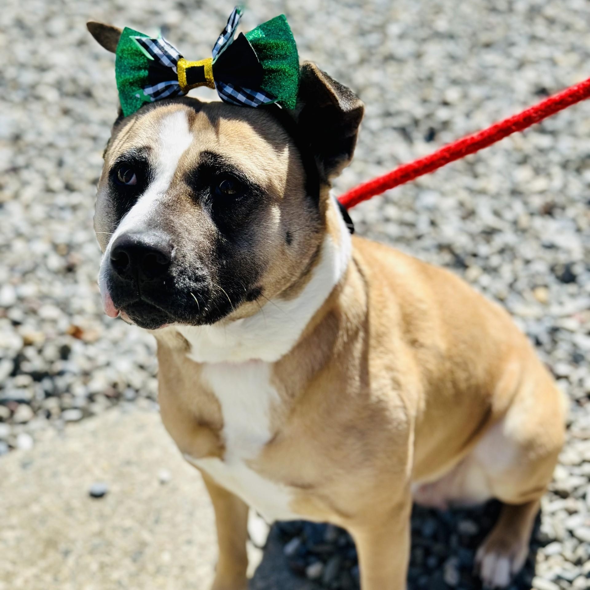 Enlarge Hazel , a ADOPTABLE mixed breed in Jackson, NJ image 3/6