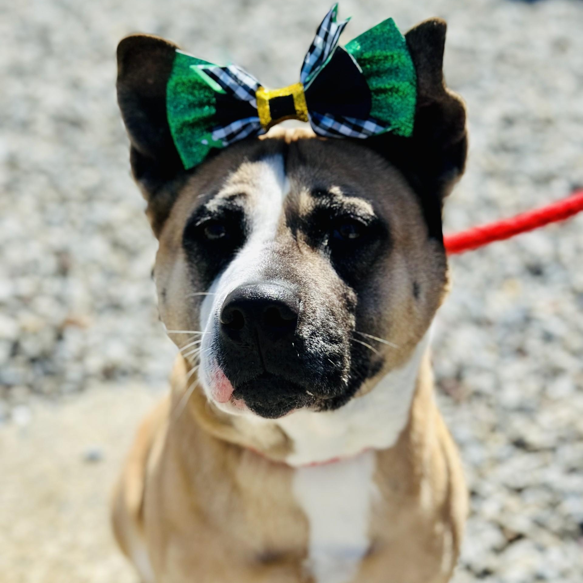 Enlarge Hazel , a ADOPTABLE mixed breed in Jackson, NJ image 2/6