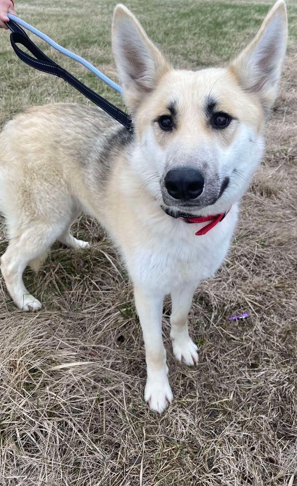 Aaron, Adoptable, Adult Male German Shepherd Dog.
