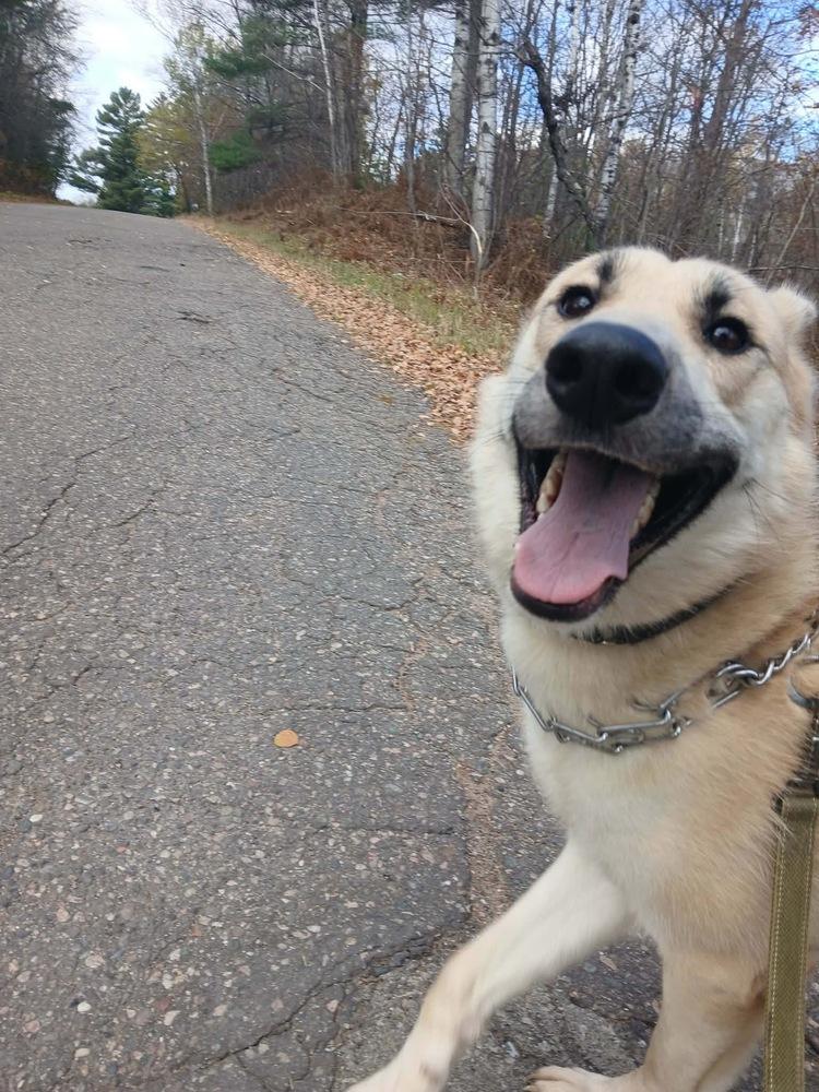 Enlarge Aaron, a Adoptable German Shepherd Dog in Suamico, WI image 2/5