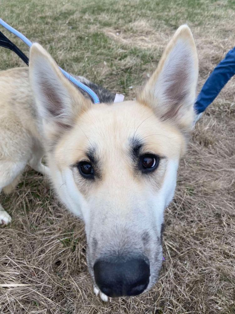 Enlarge Aaron, a Adoptable German Shepherd Dog in Suamico, WI image 3/5