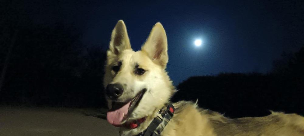 Enlarge Aaron, a Adoptable German Shepherd Dog in Suamico, WI image 4/5