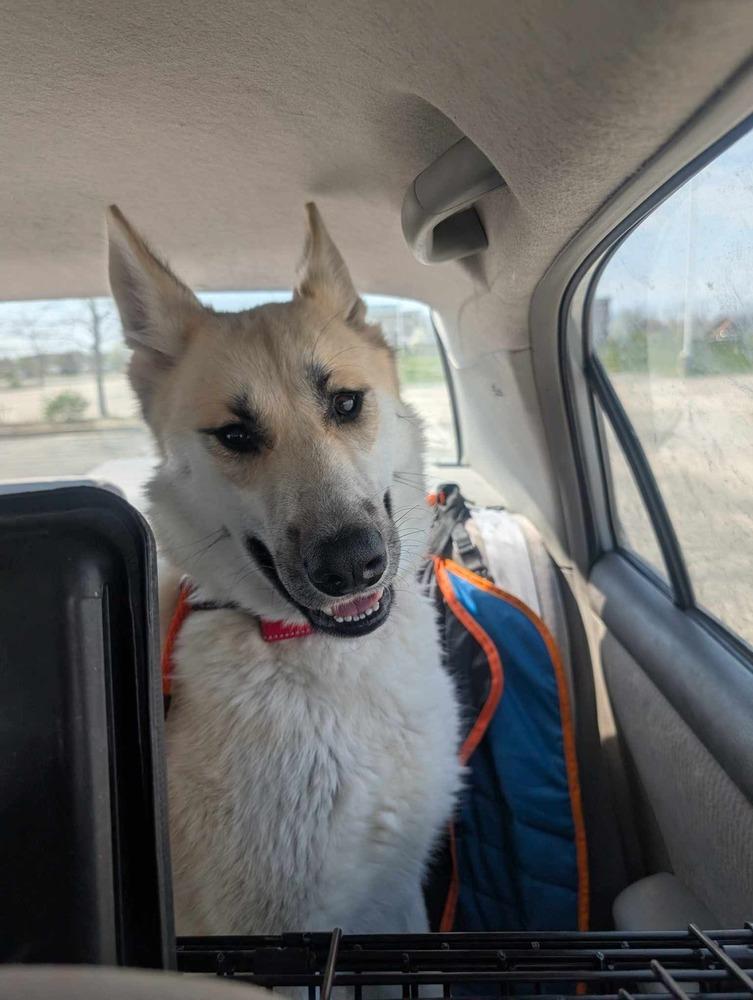 Enlarge Aaron, a Adoptable German Shepherd Dog in Suamico, WI image 5/5