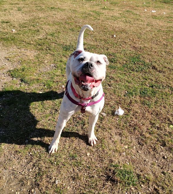 Enlarge Xena, a Adoptable American Bulldog in Cape May Court House, NJ image 4/6