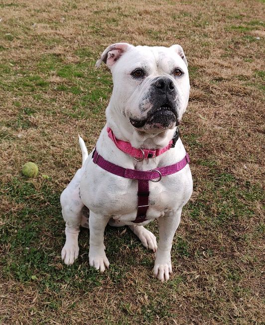 Enlarge Xena, a Adoptable American Bulldog in Cape May Court House, NJ image 5/6