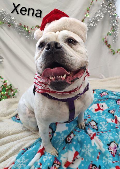 Xena, Adoptable, Adult Female American Bulldog.