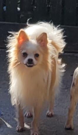 Enlarge WOLFIE pom, a Adoptable Pomeranian in Woodsfield, OH image 1/3