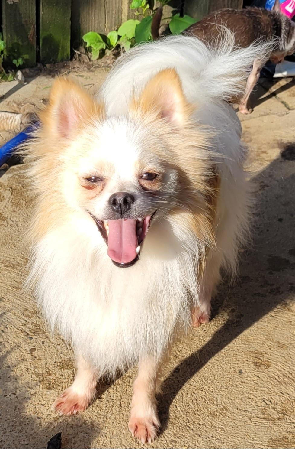 Wolfie Pom thumbnail 2