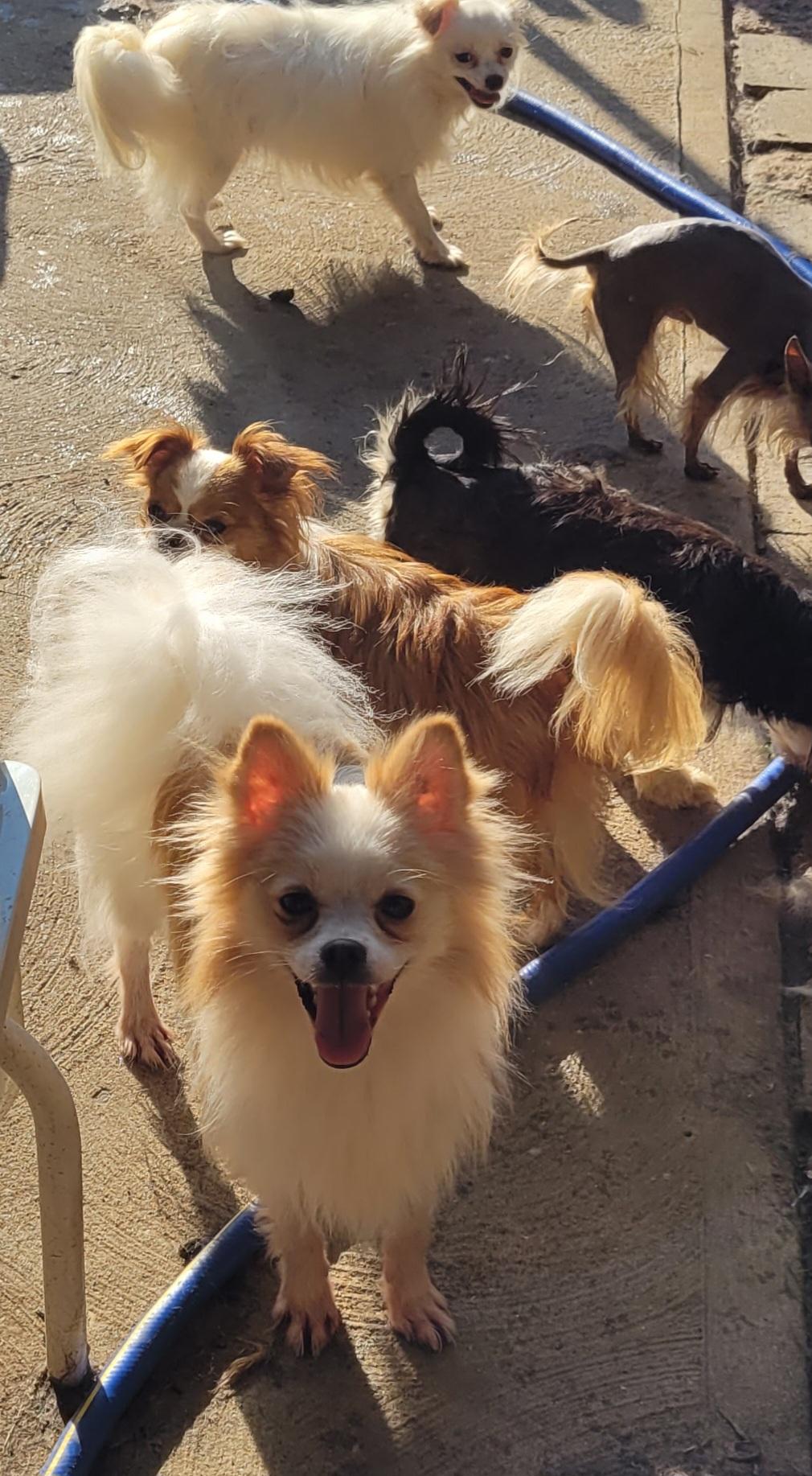 Wolfie Pom thumbnail 3