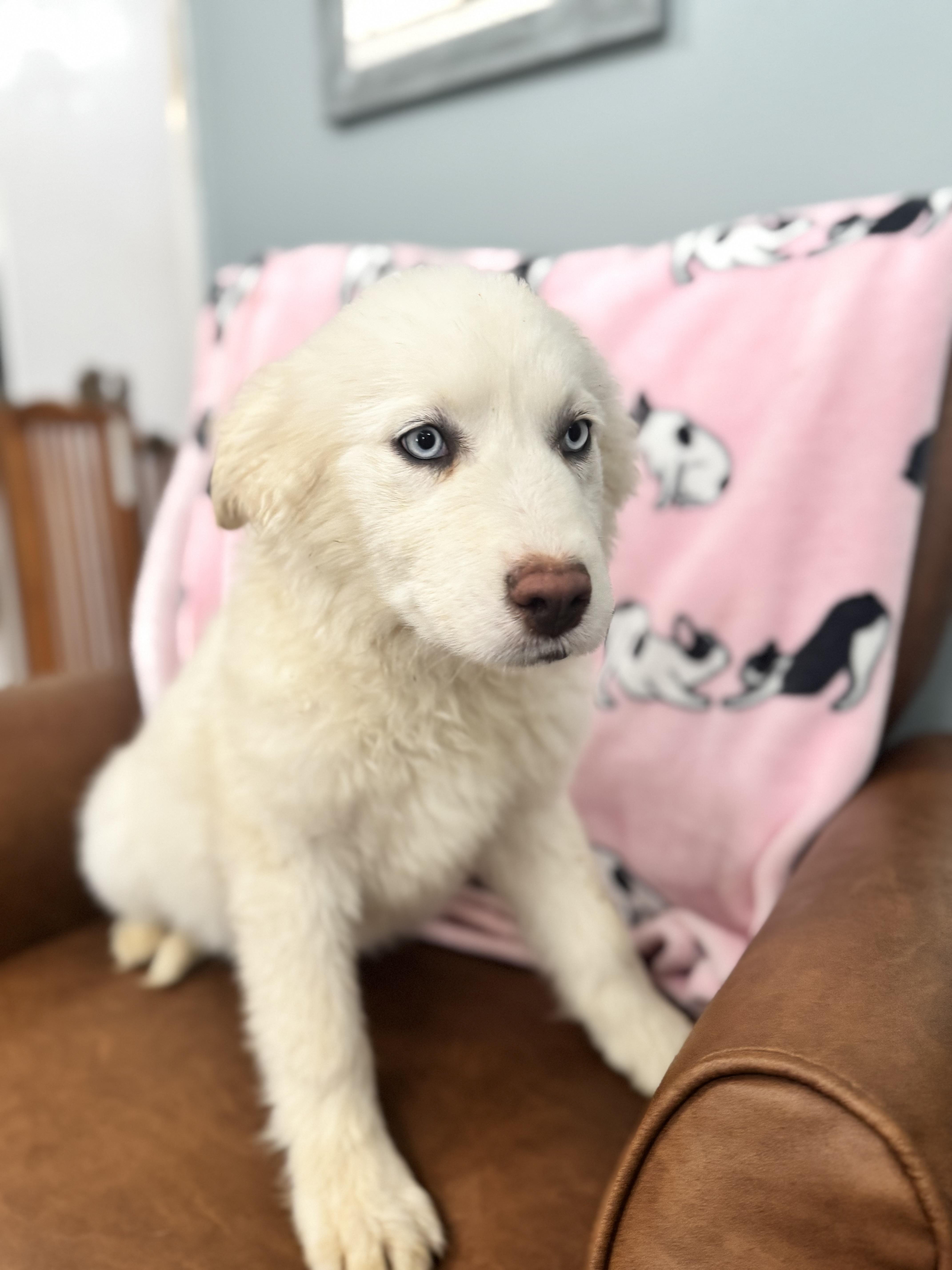 Enlarge Minerva, a ADOPTABLE mixed breed in Sequatchie, TN image 3/4