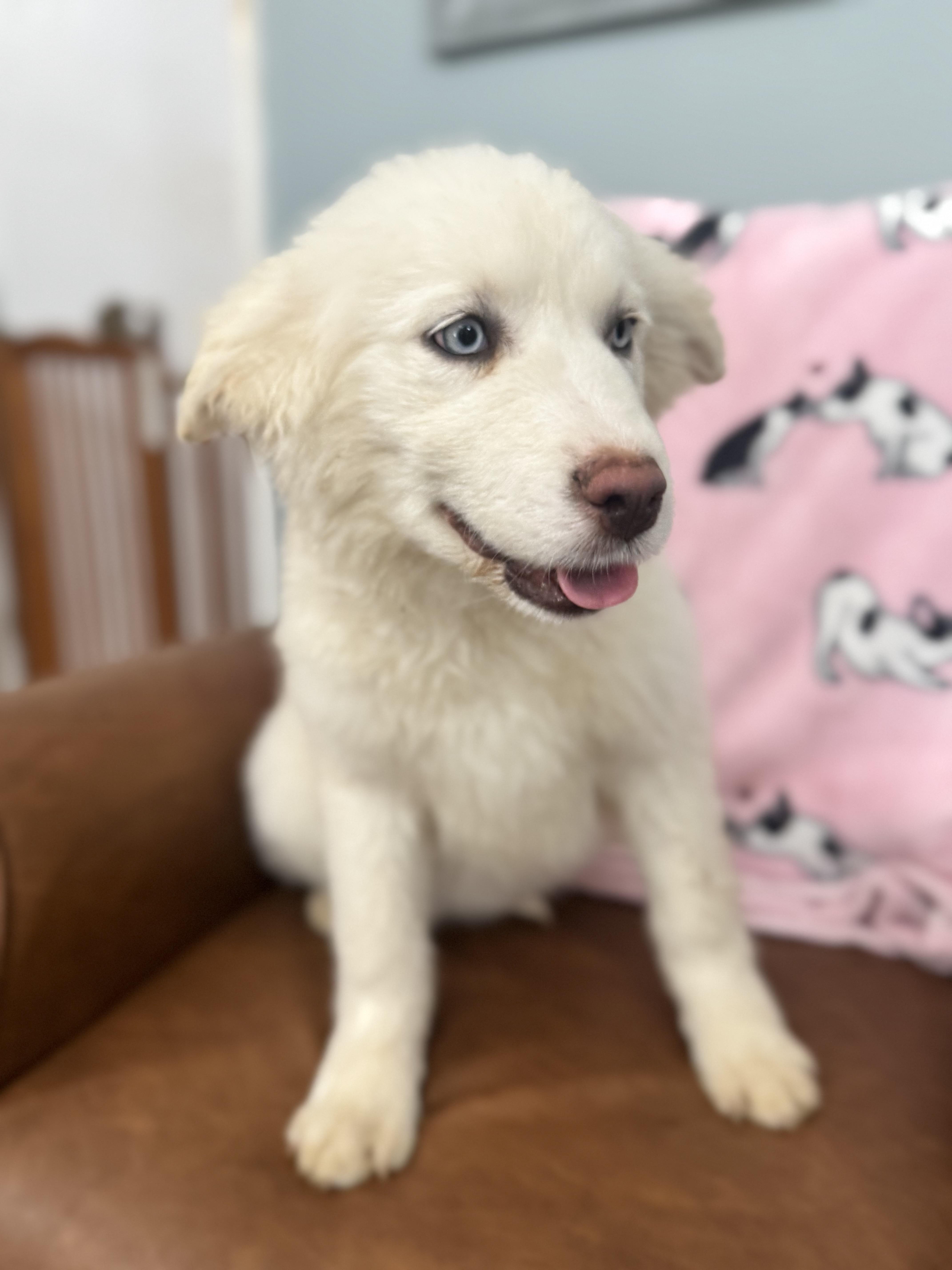 Enlarge Minerva, a ADOPTABLE mixed breed in Sequatchie, TN image 2/4