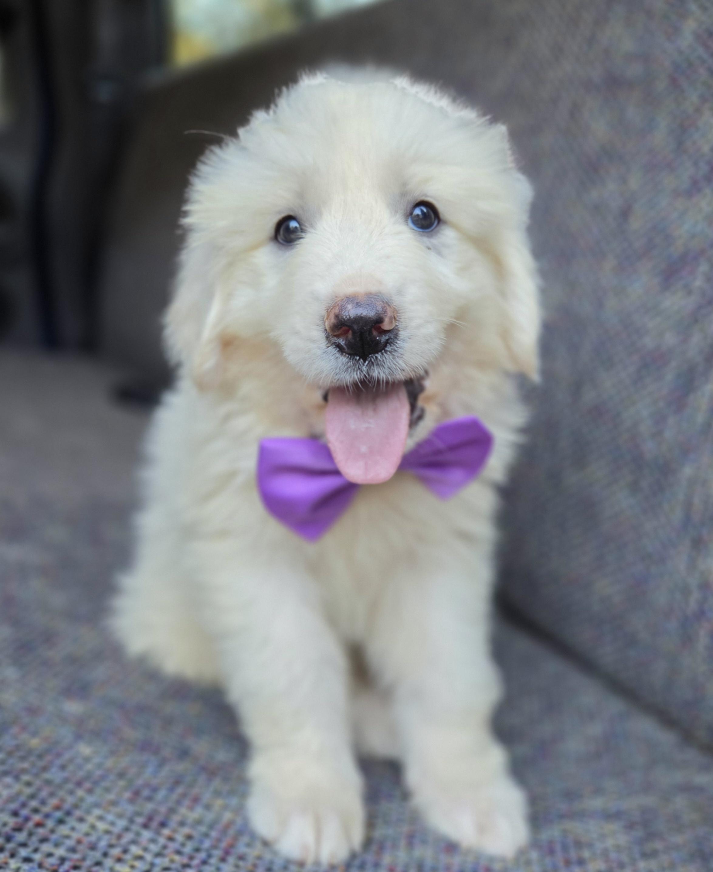Sage, Adoptable, Puppy Female Great Pyrenees.