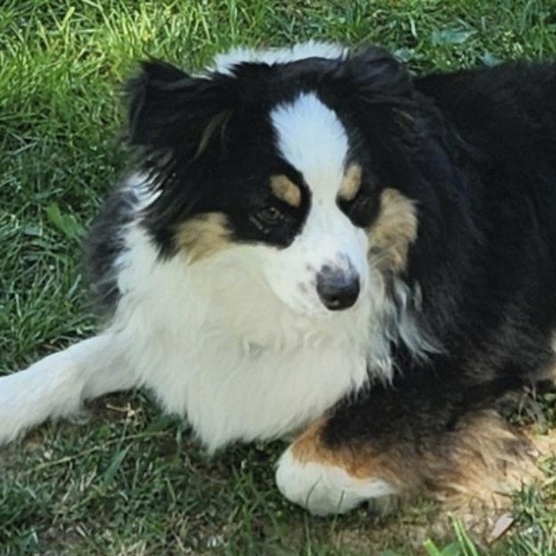 Bailey, Young Female unknown