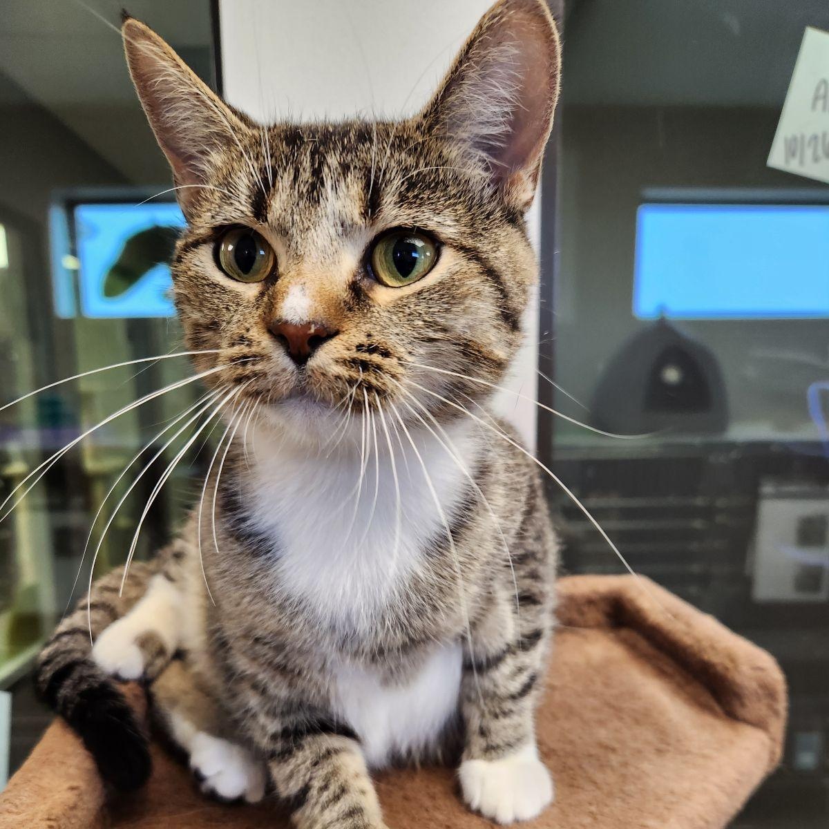 Enlarge DiDi, a Adoptable Domestic Short Hair in Liberty, MO image 2/4
