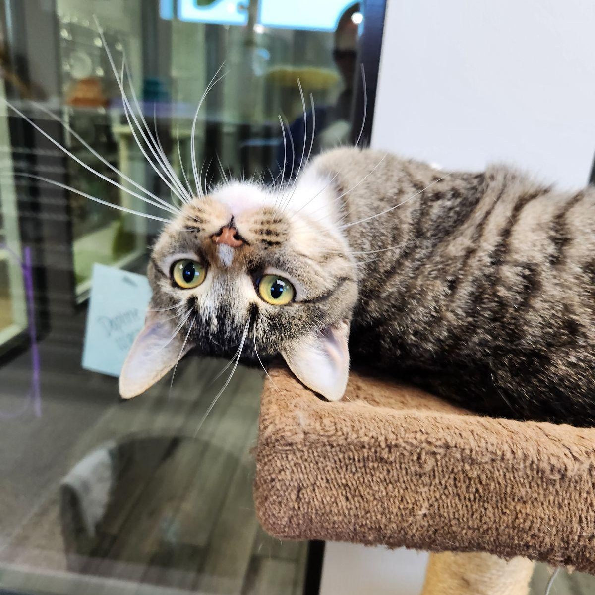 Enlarge DiDi, a Adoptable Domestic Short Hair in Liberty, MO image 3/4