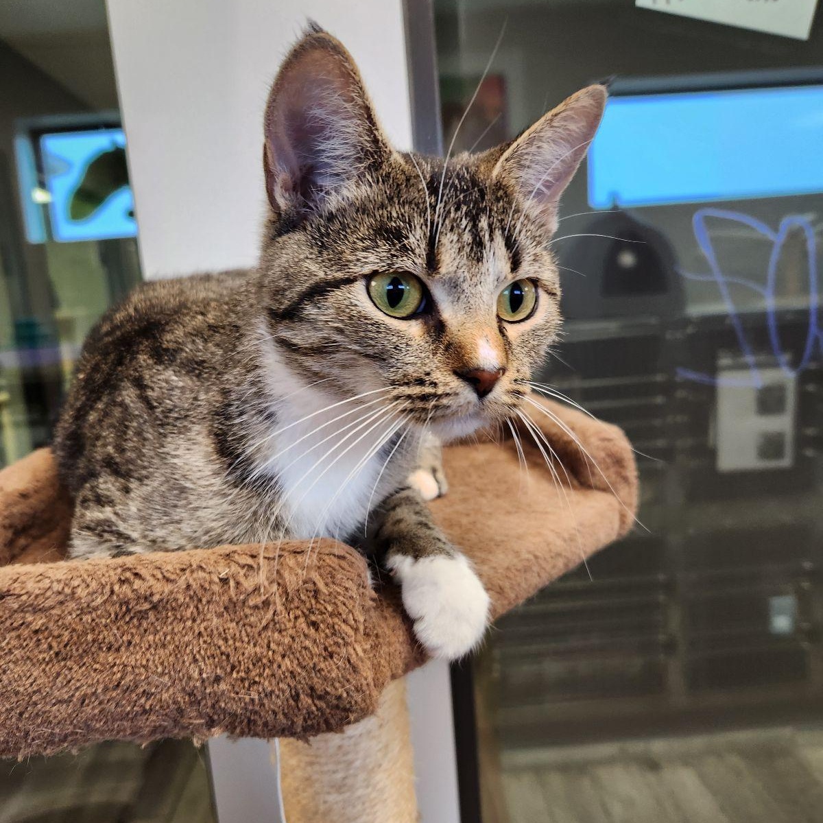 Enlarge DiDi, a Adoptable Domestic Short Hair in Liberty, MO image 1/4