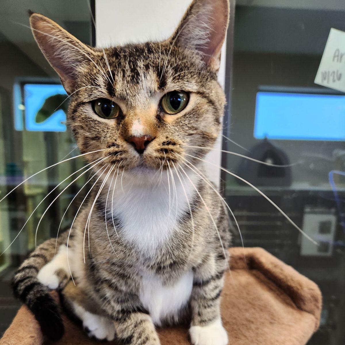 Enlarge DiDi, a Adoptable Domestic Short Hair in Liberty, MO image 4/4