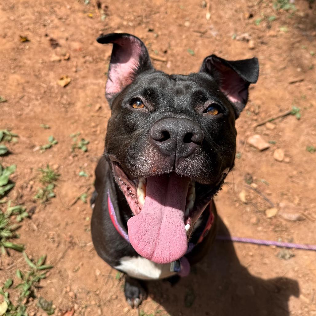Enlarge Handsome Britches, a Adoptable mixed breed in Lynchburg, VA image 1/6