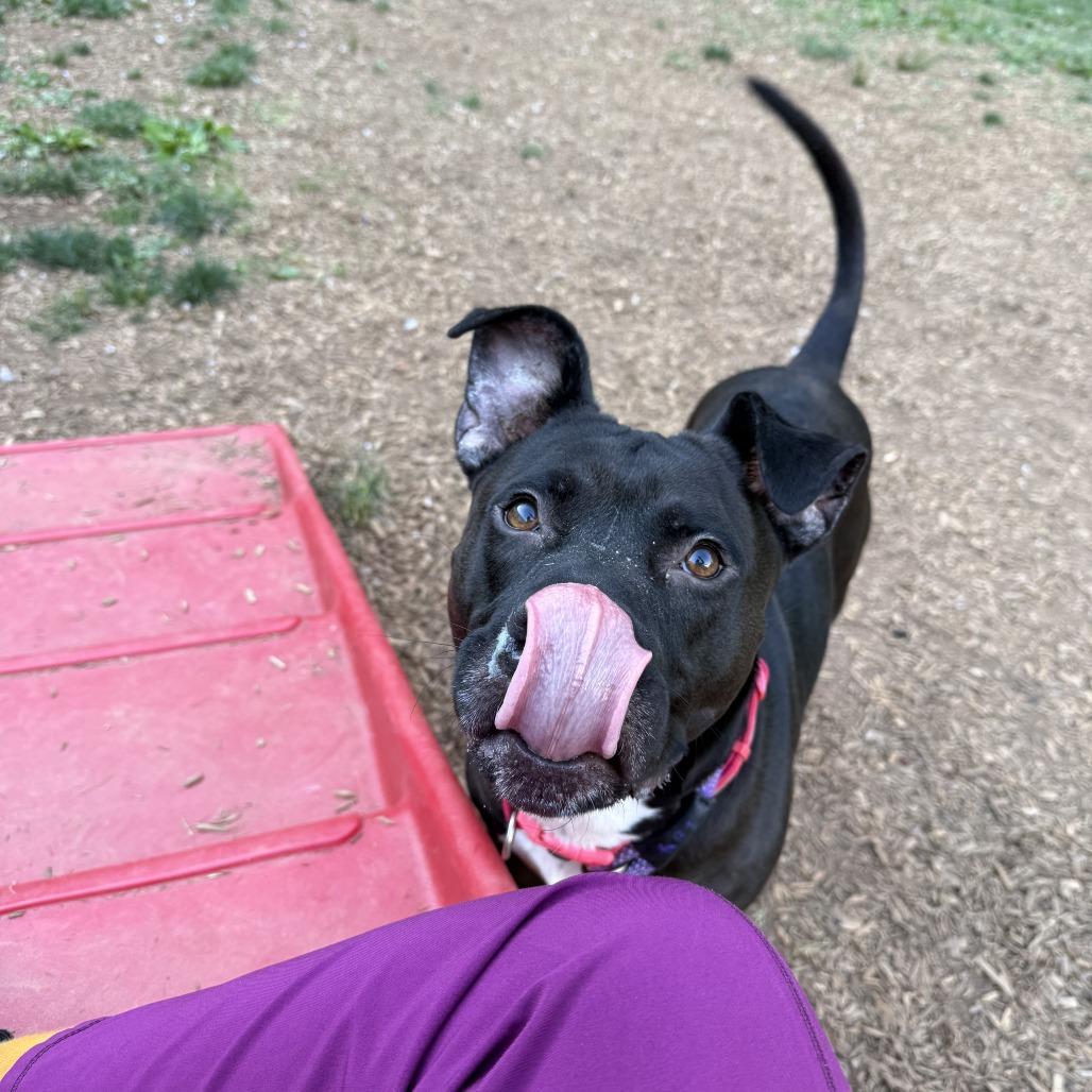 Enlarge Handsome Britches, a Adoptable mixed breed in Lynchburg, VA image 2/6