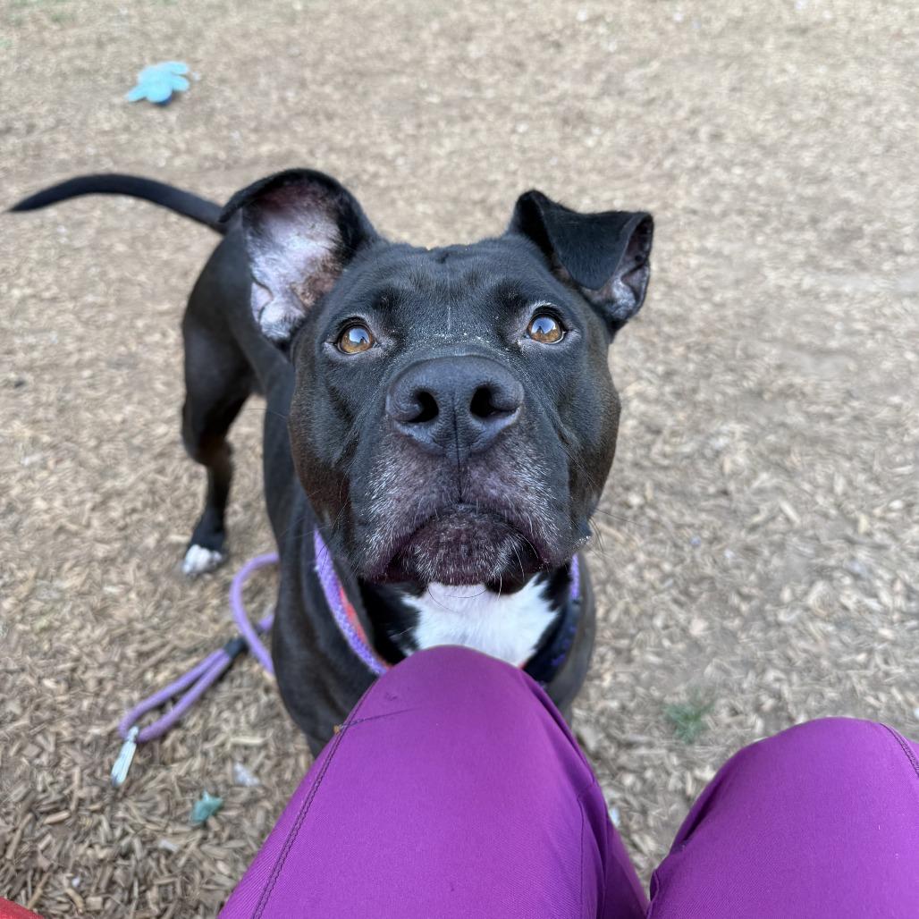 Enlarge Handsome Britches, a Adoptable mixed breed in Lynchburg, VA image 3/6