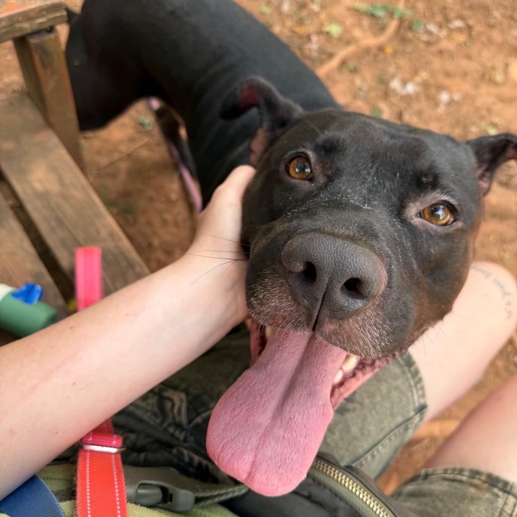 Enlarge Handsome Britches, a Adoptable mixed breed in Lynchburg, VA image 4/6