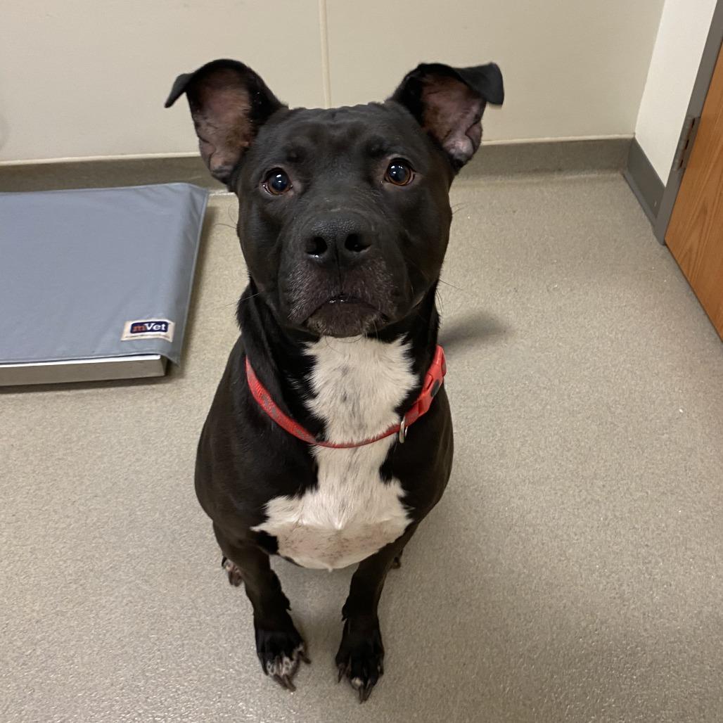 Enlarge Handsome Britches, a Adoptable mixed breed in Lynchburg, VA image 5/6