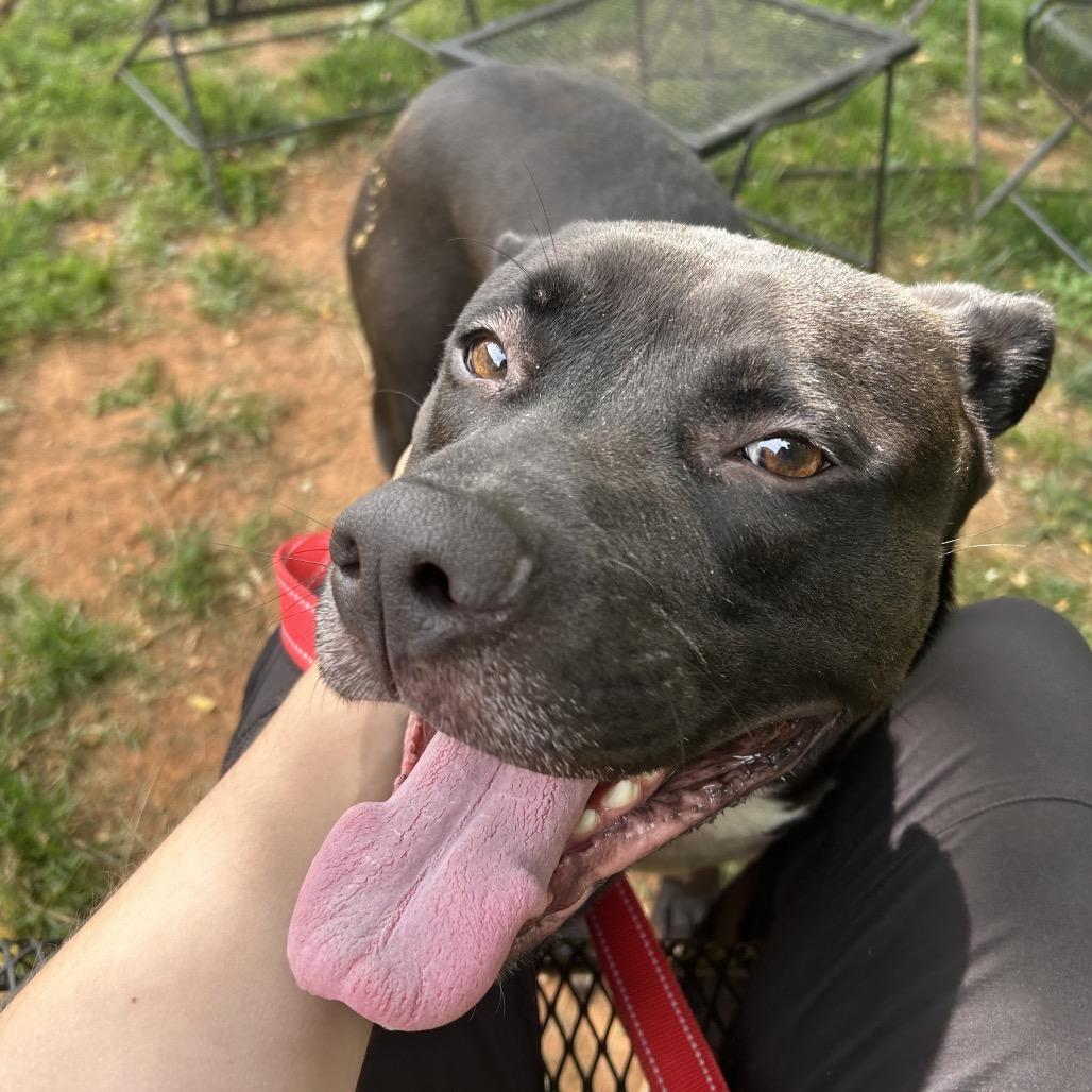 Enlarge Handsome Britches, a Adoptable mixed breed in Lynchburg, VA image 6/6
