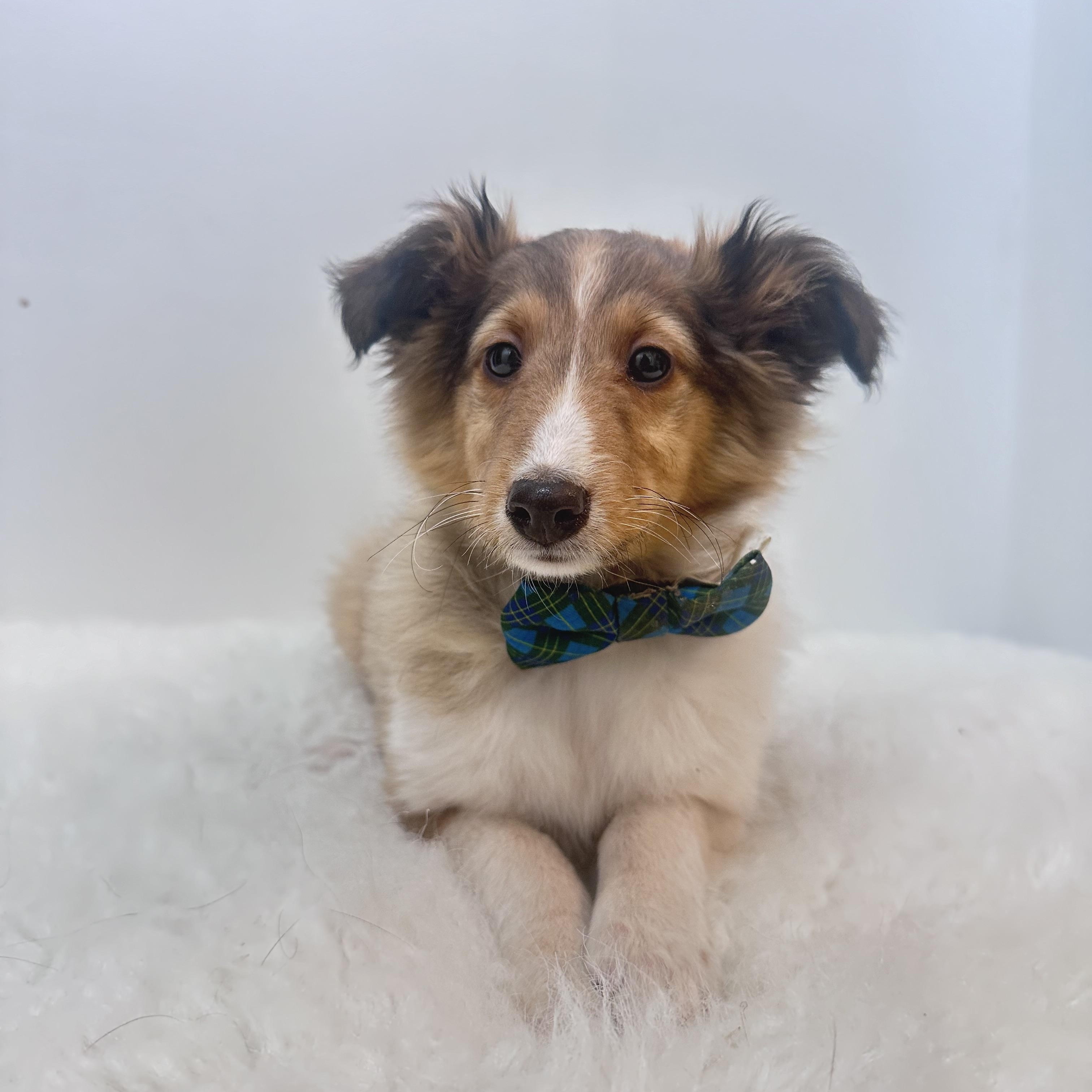 Fern, an adopted Shetland Sheepdog / Sheltie in Wrightstown, NJ image 2/6