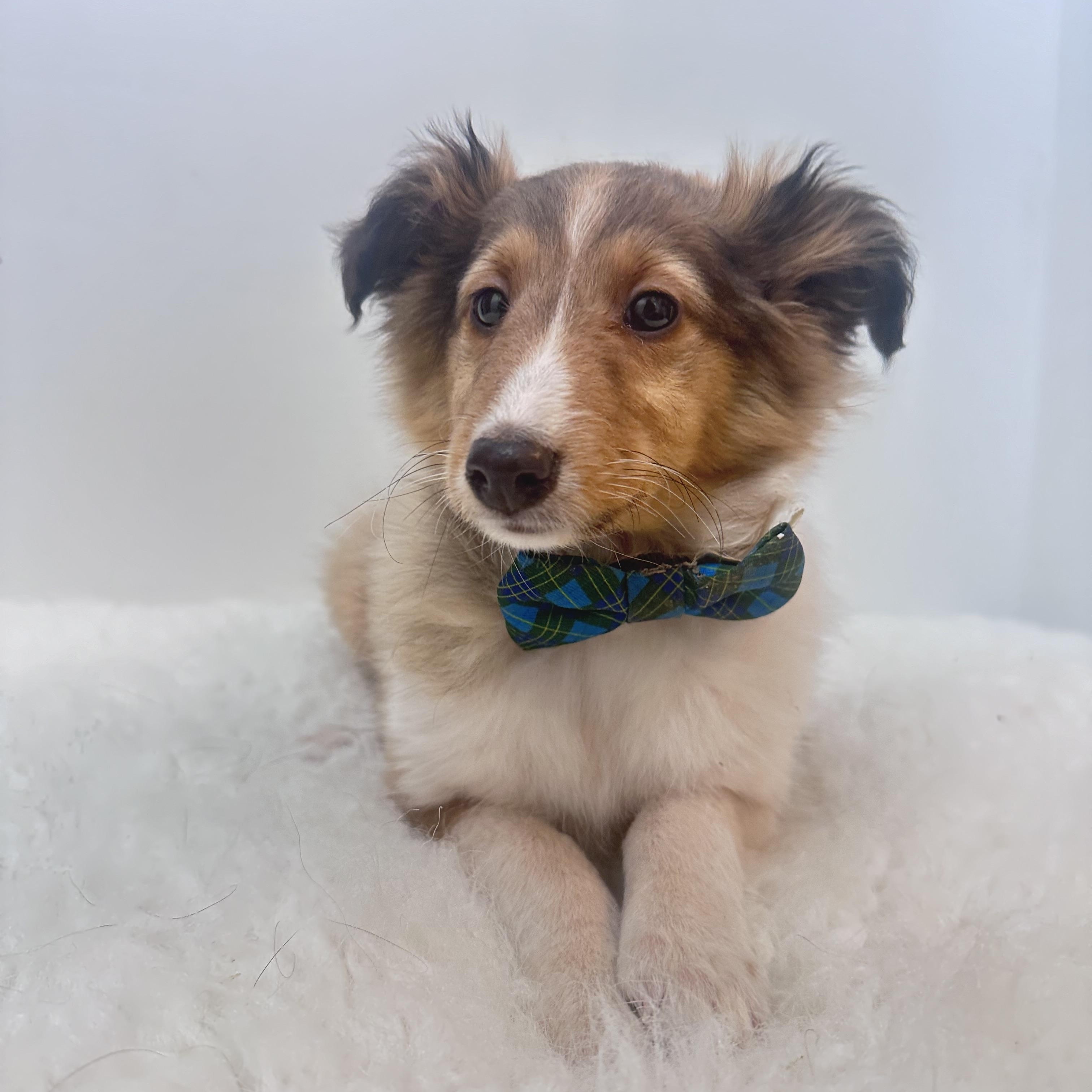 Fern, adopted, Puppy Male Shetland Sheepdog / Sheltie.