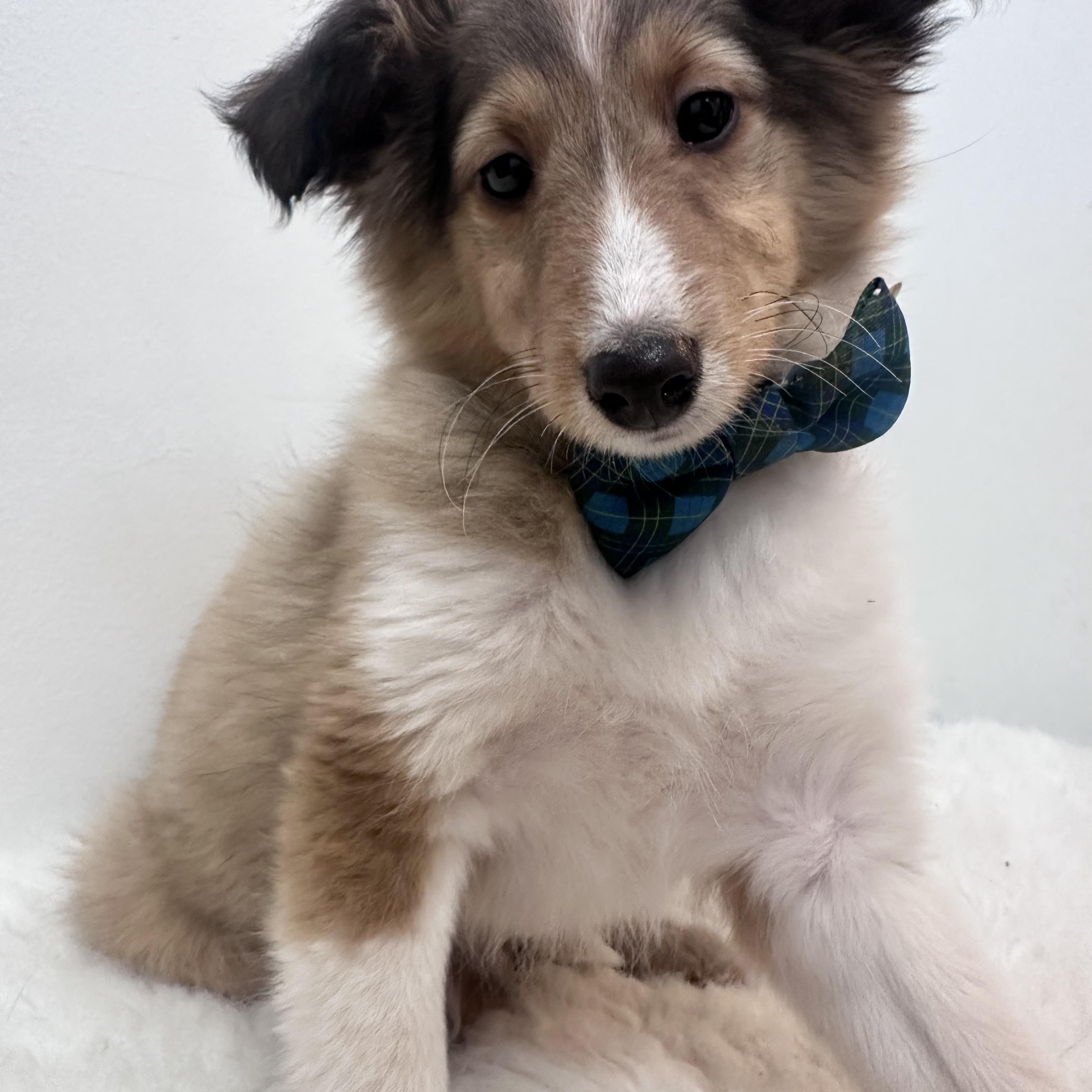 Fern, an adopted Shetland Sheepdog / Sheltie in Wrightstown, NJ image 6/6