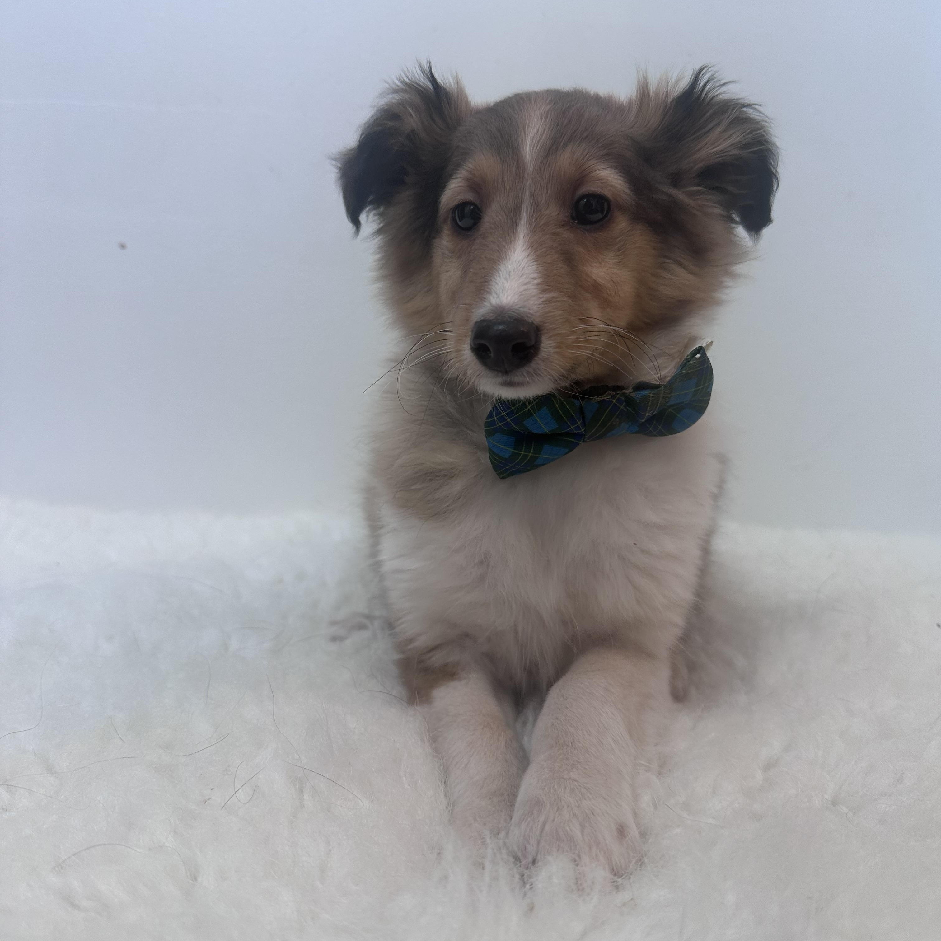 Fern, an adopted Shetland Sheepdog / Sheltie in Wrightstown, NJ image 5/6